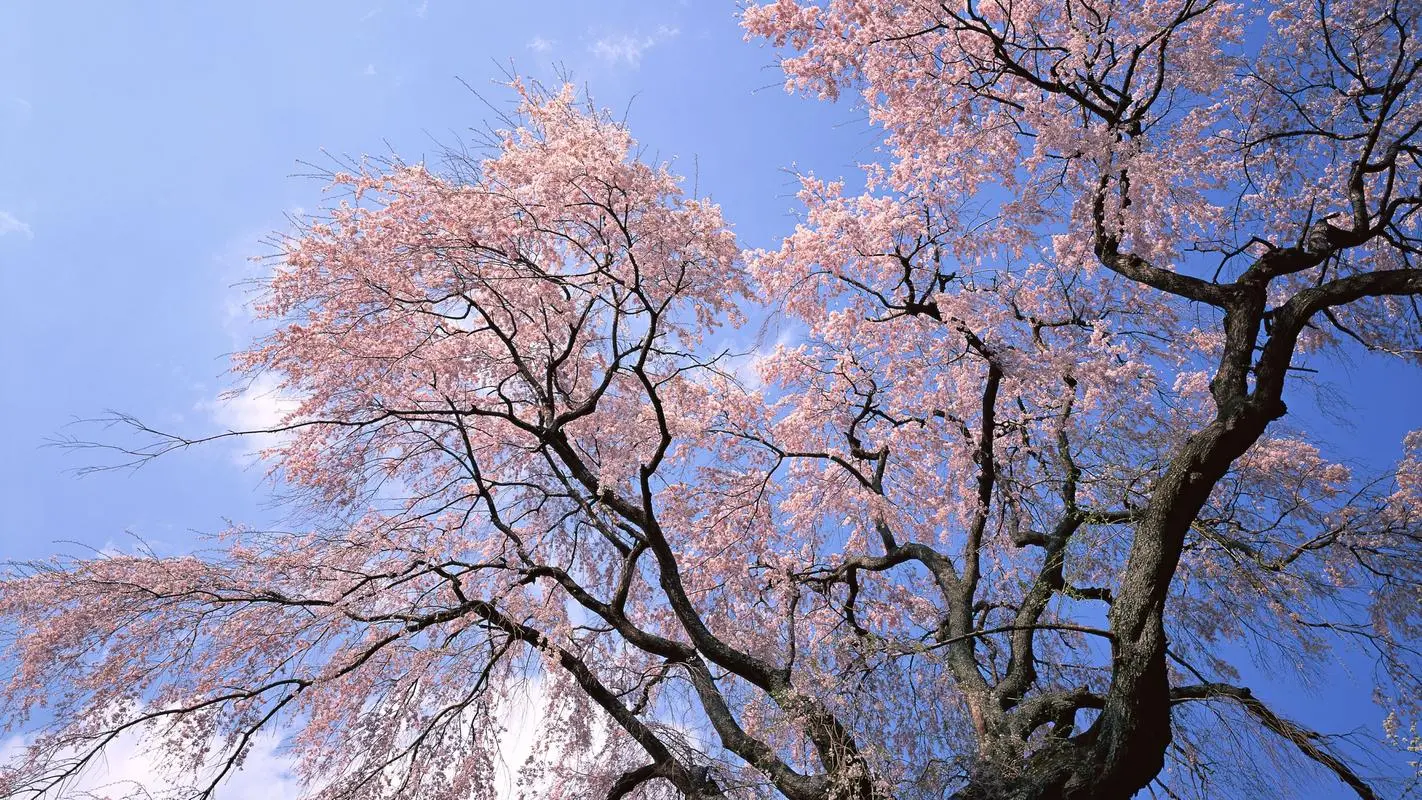 九游客户端